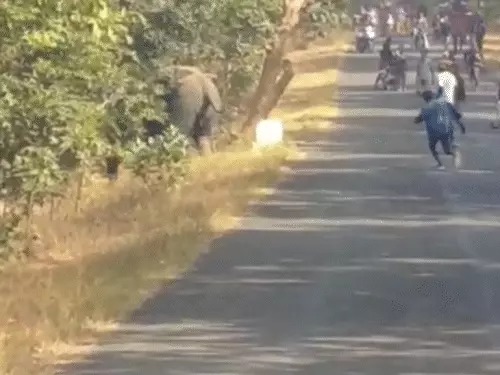 मरवाही में हाथियों का उत्पात: ग्रामीणों ने दंतैल को उकसाया, सड़क पार करते हुए जंगल की ओर भागा हाथी